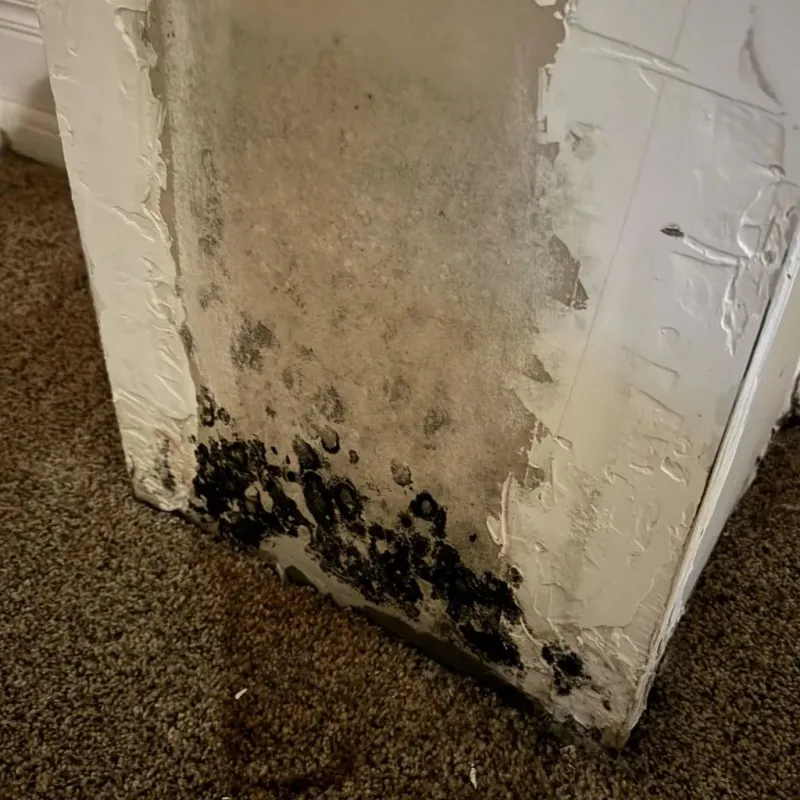Professional Mold Removal in York County, PA
